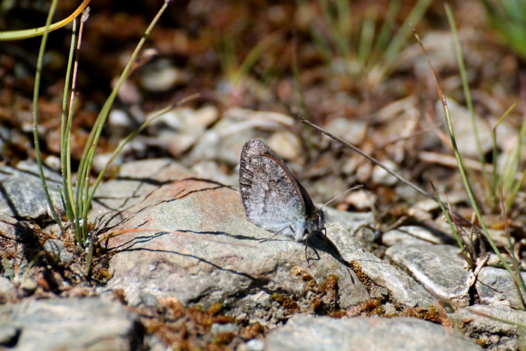 Erebia cassioides o forse nivalis?